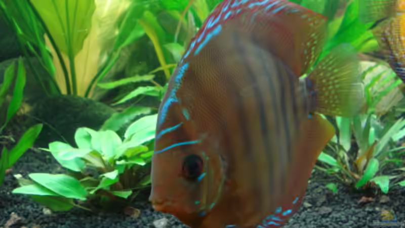 Besatz im Aquarium 600L Diskusbecken von matze70 (35)