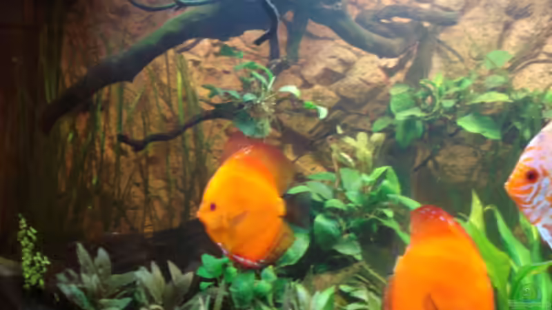 Besatz im Aquarium 600L Diskusbecken von matze70 (36)