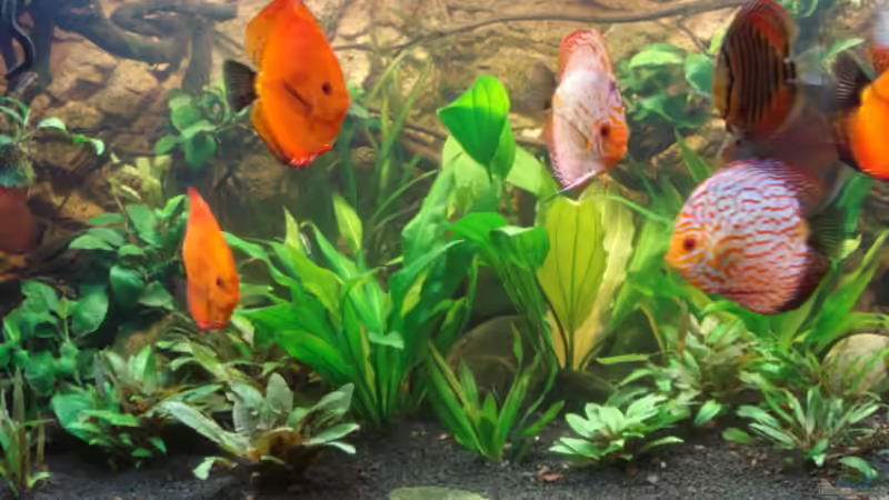 Besatz im Aquarium 600L Diskusbecken von matze70 (37)