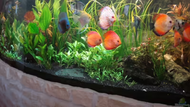 Besatz im Aquarium 600L Diskusbecken von matze70 (40)