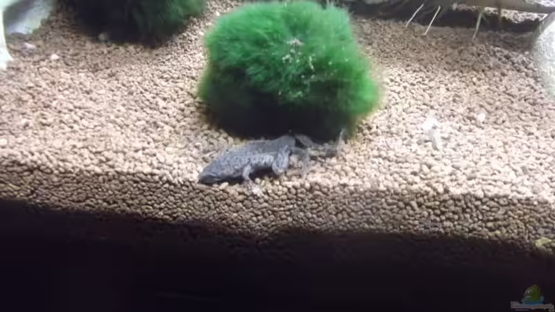 Besatz im Aquarium 60cm Süd-Kamerun (Baustelle) von Aquaristricks (20)