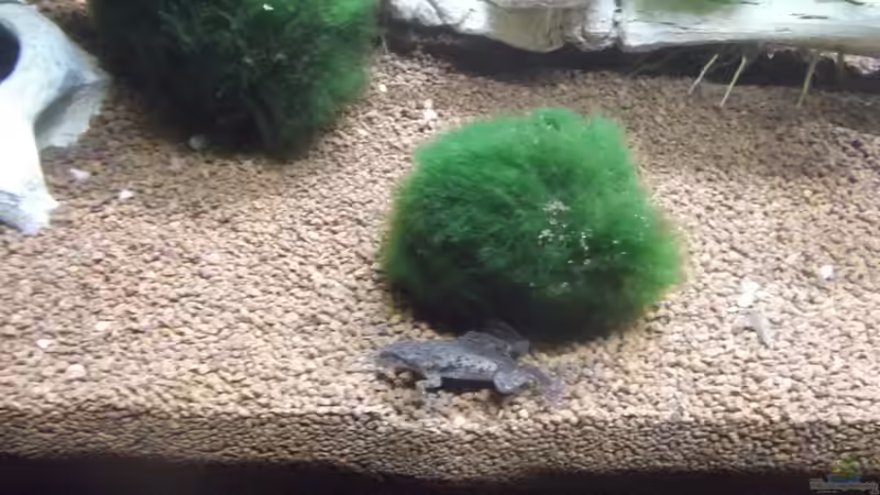 Besatz im Aquarium 60cm Süd-Kamerun (Baustelle) von Aquaristricks (21)