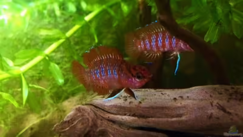 Besatz im Aquarium 60ger Überraschungsei von NaMo (10)