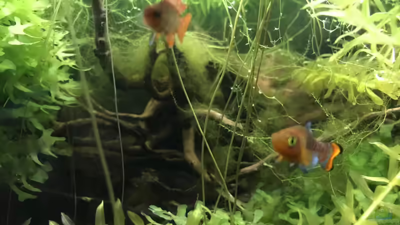 Besatz im Aquarium 60ger Überraschungsei von NaMo (11)