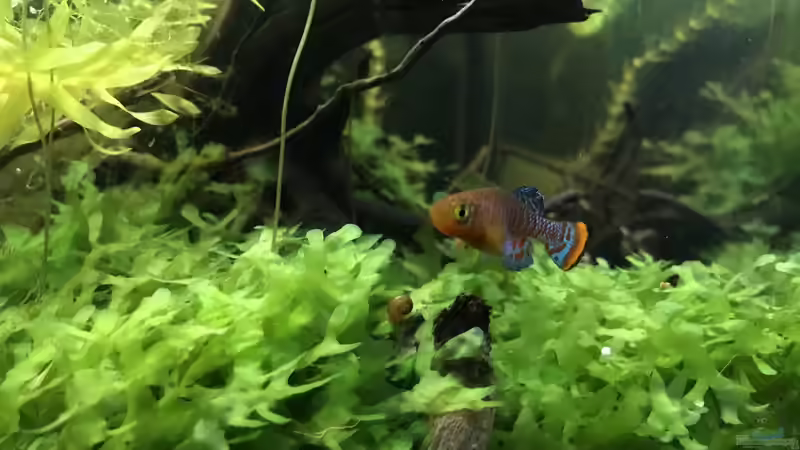 Besatz im Aquarium 60ger Überraschungsei von NaMo (12)