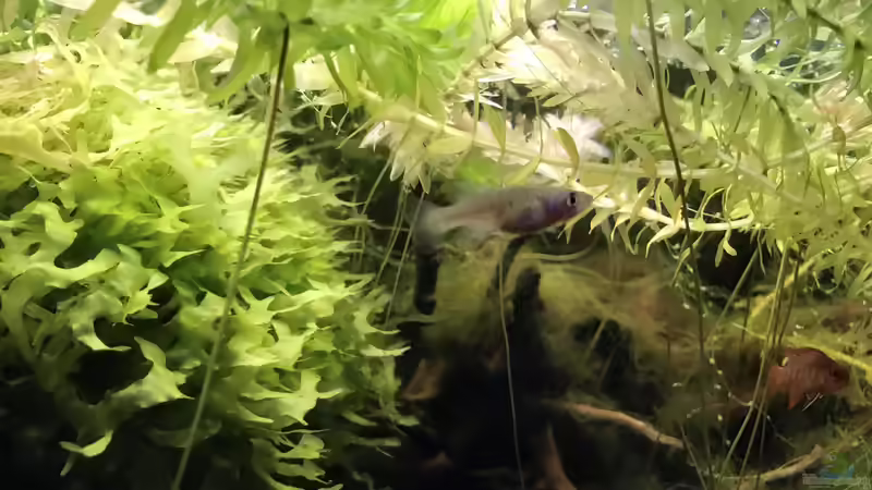 Besatz im Aquarium 60ger Überraschungsei von NaMo (13)