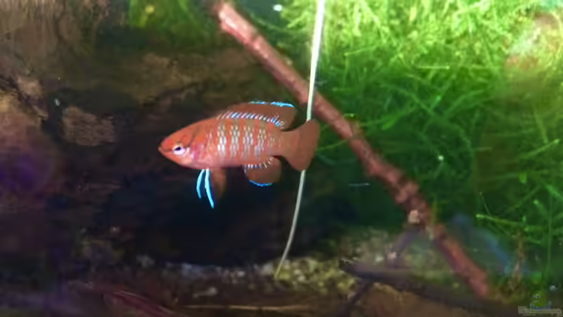 Besatz im Aquarium 60ger Überraschungsei von NaMo (9)