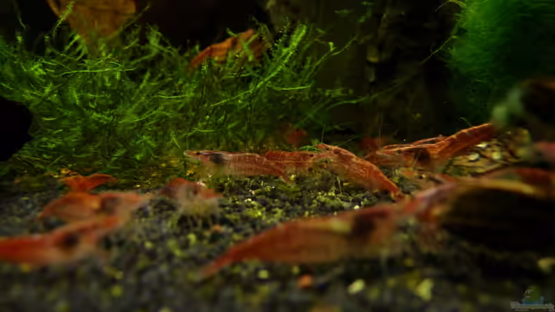 Besatz im Aquarium 63er-Red Fire von Steffen S. (7)