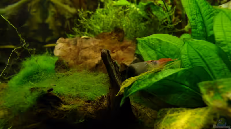 Besatz im Aquarium 63er-Red Fire von Steffen S. (8)