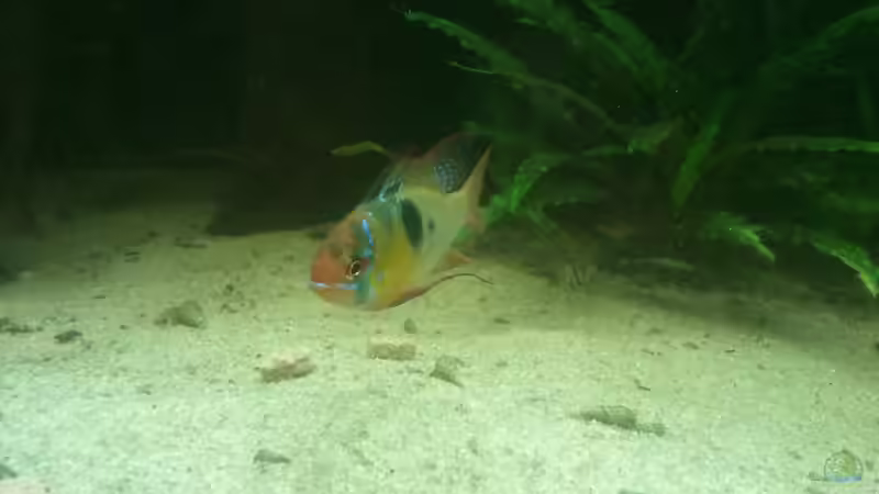 Besatz im Aquarium 650L Holzaquarium von Lykos (17)
