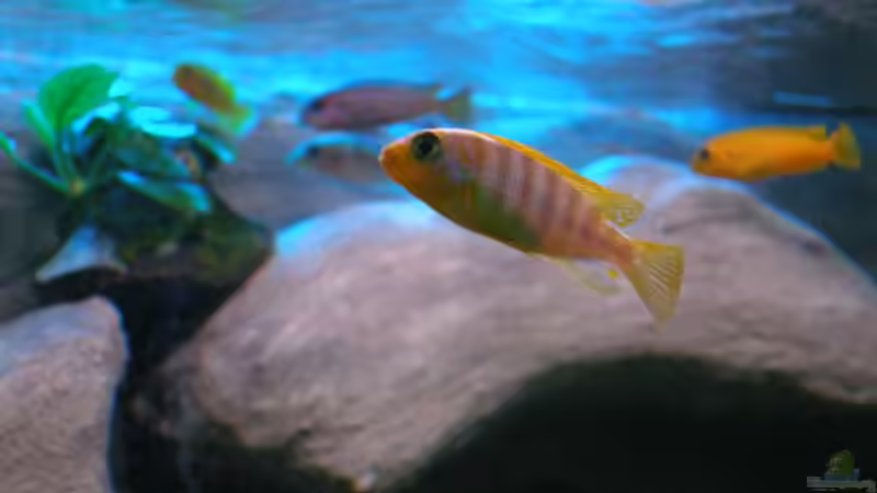 Besatz im Aquarium 672L Mbuna Becken - nur noch als Beispiel - von Marco O. (47)