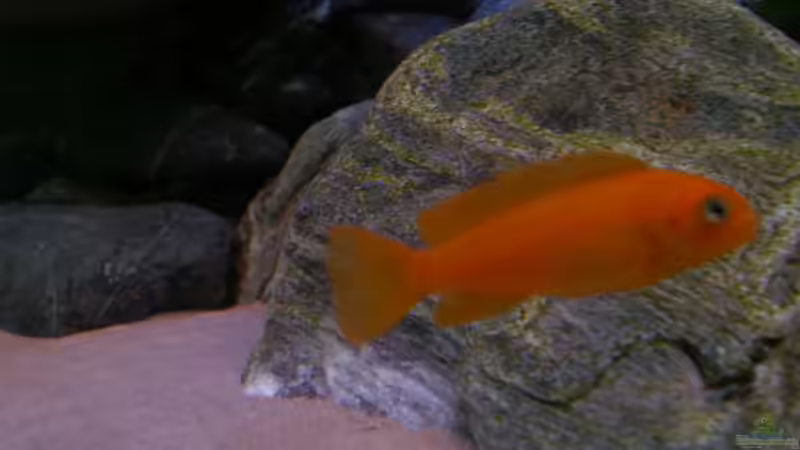 Besatz im Aquarium 672L Mbuna Becken - nur noch als Beispiel - von Marco O. (48)