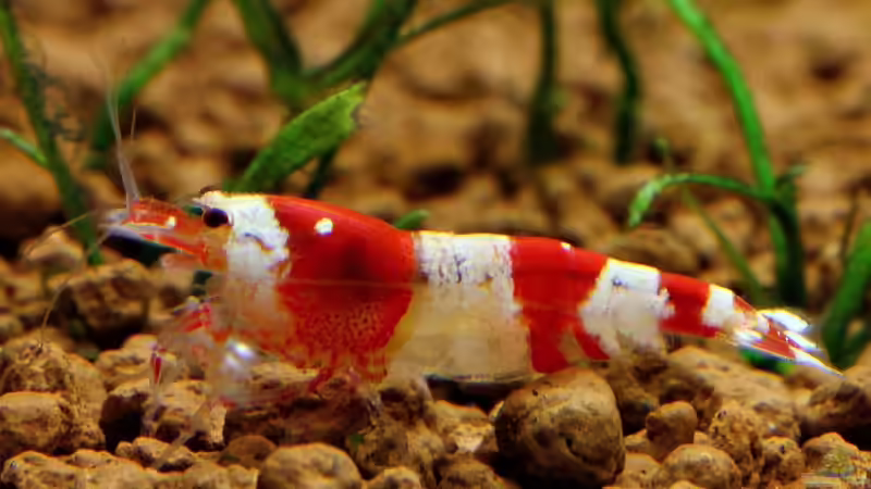 Besatz im Aquarium 70er Red Bee-Vitrinen-Tank von Micha (30)