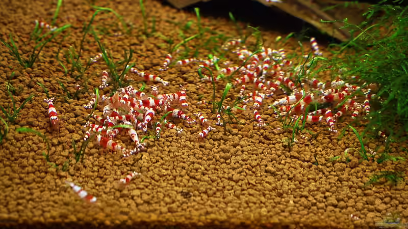 Besatz im Aquarium 70er Red Bee-Vitrinen-Tank von Micha (32)