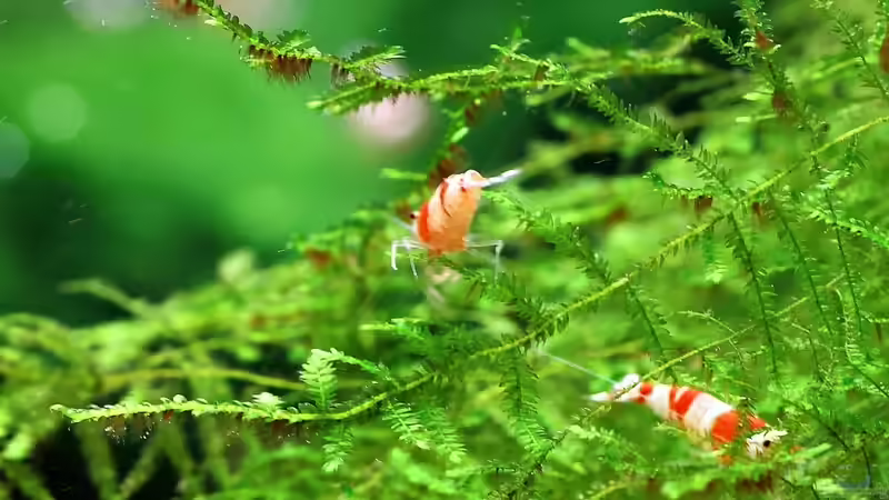 Besatz im Aquarium 70er Red Bee-Vitrinen-Tank von Micha (33)