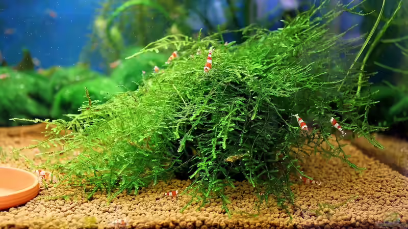 Besatz im Aquarium 70er Red Bee-Vitrinen-Tank von Micha (36)