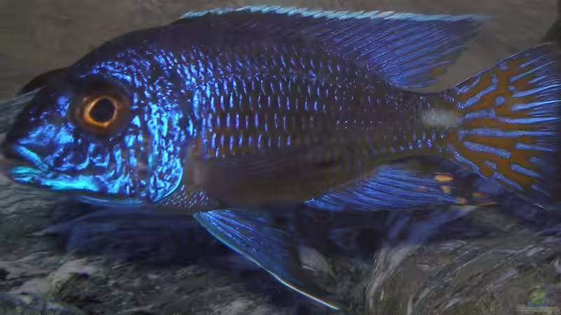 Besatz im Aquarium 720 Liter Malawi von Mike Reimann (10)