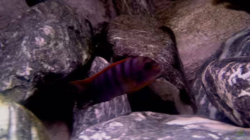 Besatz im Aquarium 720 Liter Malawi von Mike Reimann (9)