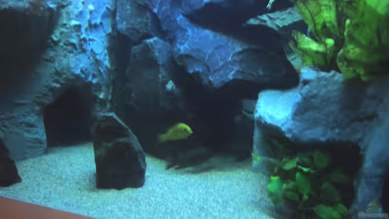 Besatz im Aquarium 780 Liter Malawi nur noch als Beispiel von Michael Boeck (52)