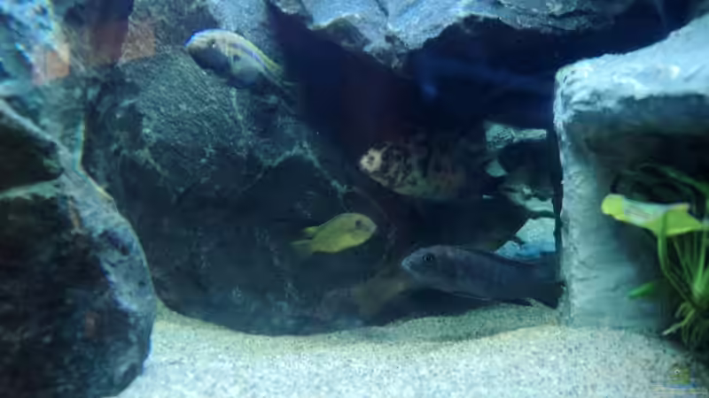 Besatz im Aquarium 780 Liter Malawi nur noch als Beispiel von Michael Boeck (53)