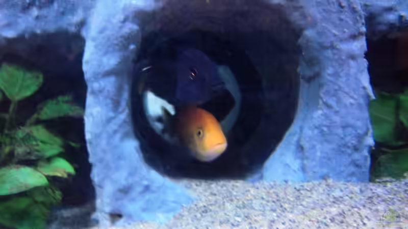 Besatz im Aquarium 780 Liter Malawi nur noch als Beispiel von Michael Boeck (54)