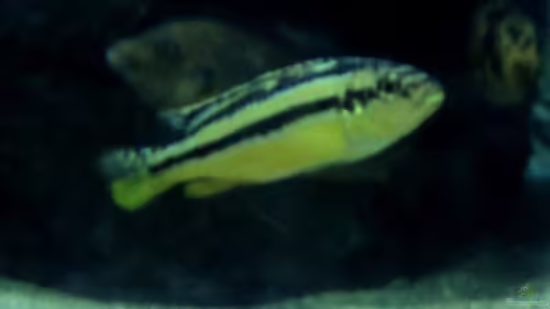 Besatz im Aquarium 780 Liter Malawi nur noch als Beispiel von Michael Boeck (55)