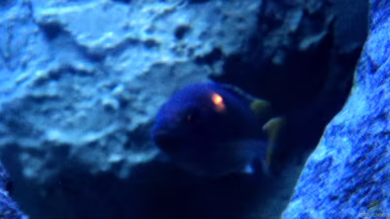 Besatz im Aquarium 780 Liter Malawi nur noch als Beispiel von Michael Boeck (57)