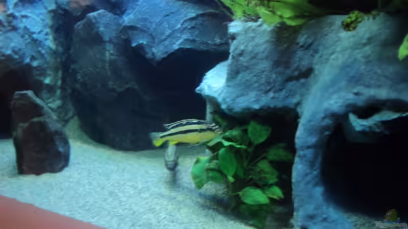 Besatz im Aquarium 780 Liter Malawi nur noch als Beispiel von Michael Boeck (58)