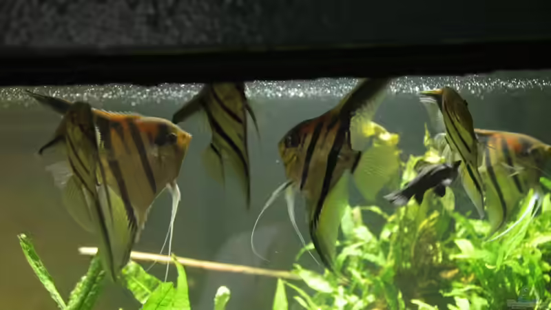 Besatz im Aquarium 8.000L von Kurt Osterhoff (55)