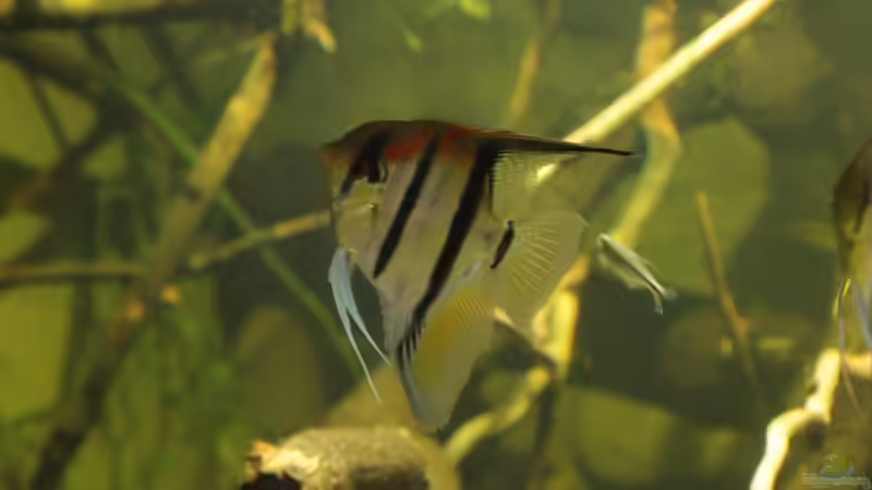 Besatz im Aquarium 8.000L von Kurt Osterhoff (56)