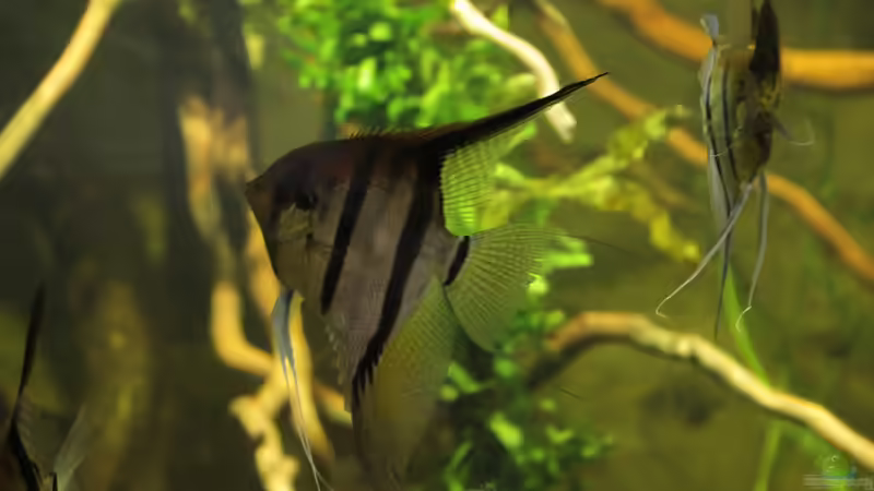 Besatz im Aquarium 8.000L von Kurt Osterhoff (57)