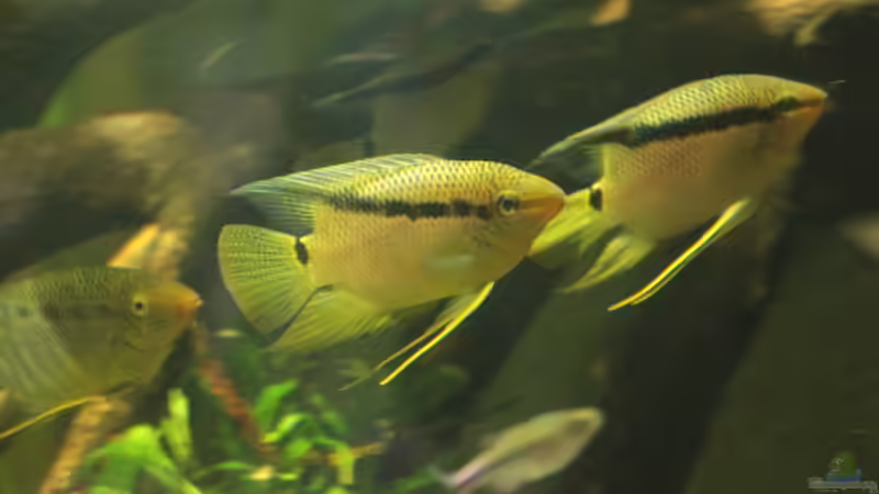 Besatz im Aquarium 8.000L von Kurt Osterhoff (61)