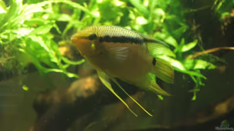 Besatz im Aquarium 8.000L von Kurt Osterhoff (62)