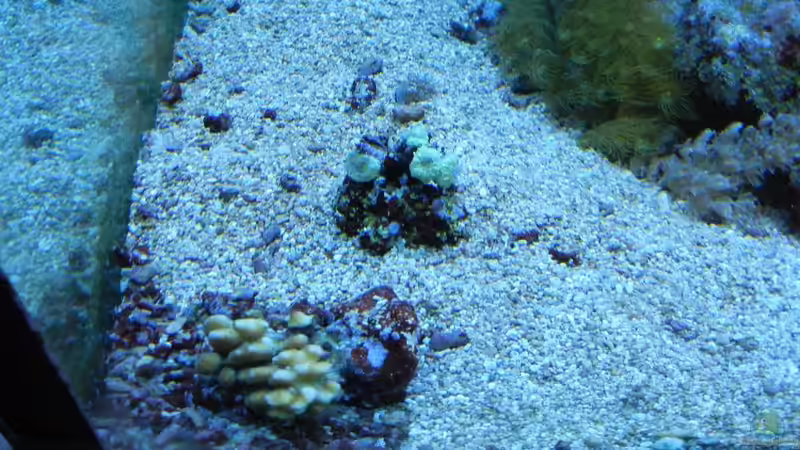 Besatz im Aquarium 800l von JuWa (29)