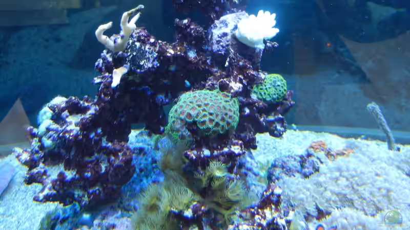 Besatz im Aquarium 800l von JuWa (30)
