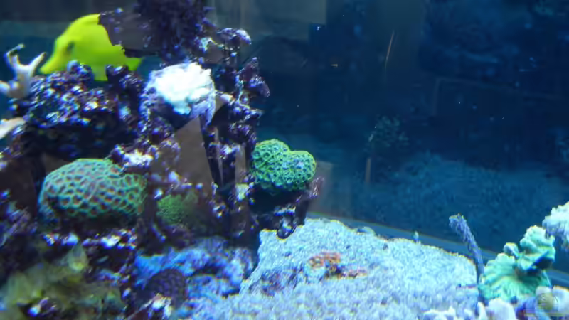 Besatz im Aquarium 800l von JuWa (31)