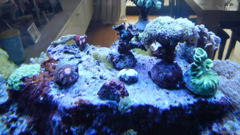 Besatz im Aquarium 800l von JuWa (35)