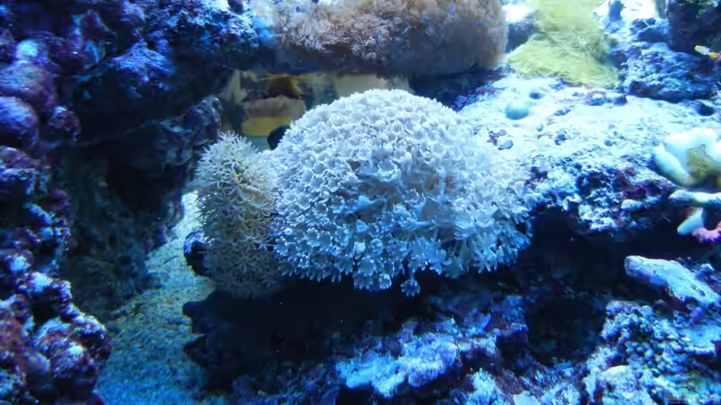 Besatz im Aquarium 800l von JuWa (36)