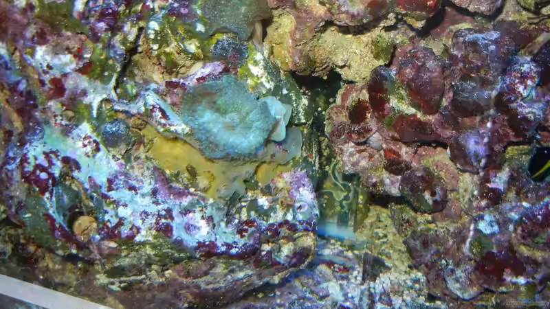 Besatz im Aquarium 800l von JuWa (37)