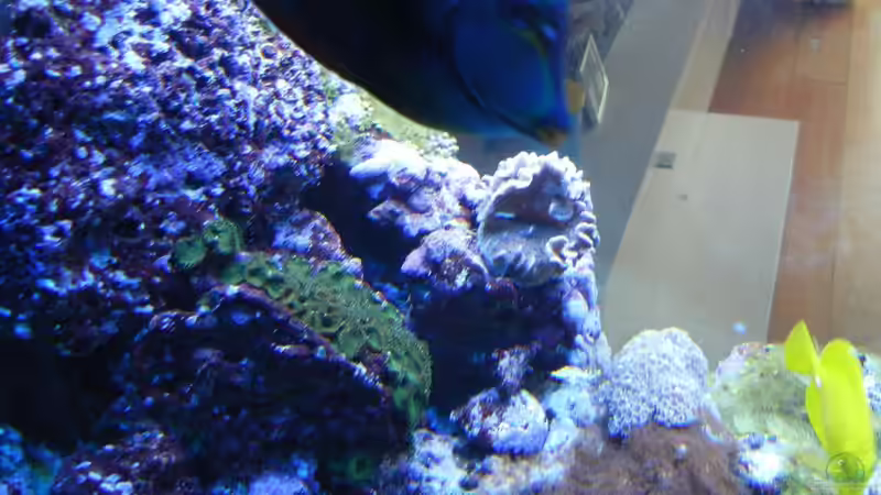 Besatz im Aquarium 800l von JuWa (40)