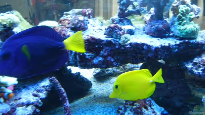 Besatz im Aquarium 800l von JuWa (42)