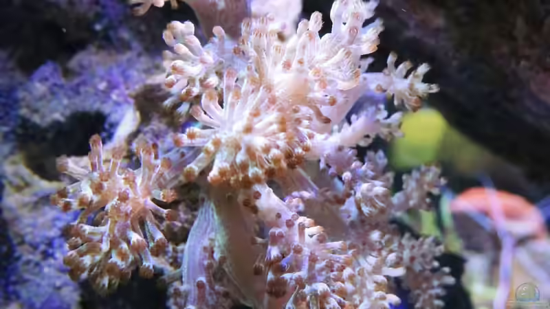 Besatz im Aquarium 80L Nano Riff von Wolfgang Hutter (16)