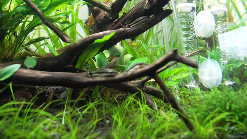 Besatz im Aquarium 80l Naturaquarium von -Lipfl- (3)