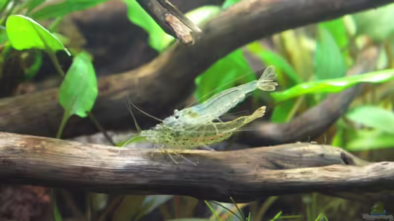 Besatz im Aquarium 80l Naturaquarium von -Lipfl- (4)