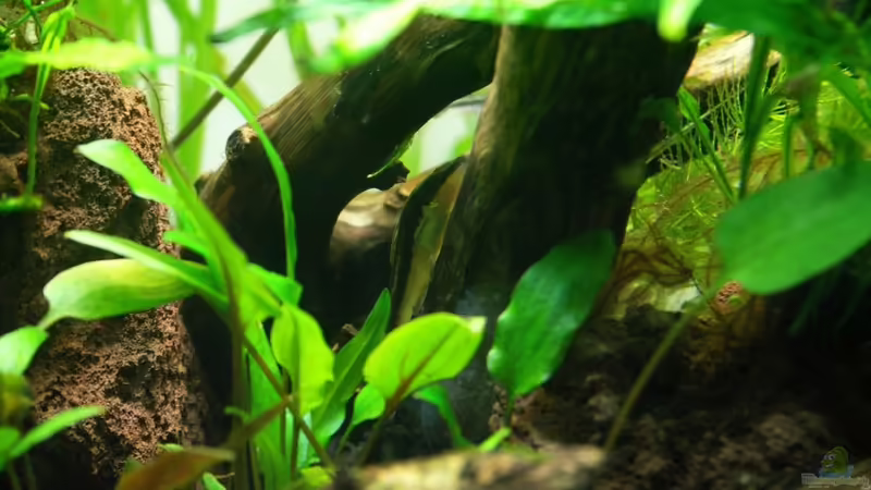Besatz im Aquarium 80l Naturaquarium von -Lipfl- (5)
