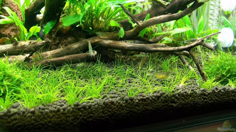 Besatz im Aquarium 80l Naturaquarium von -Lipfl- (6)