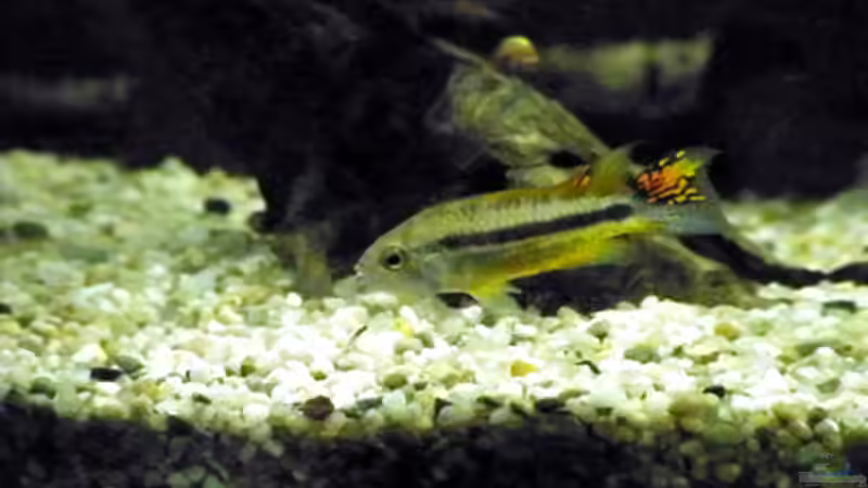 Besatz im Aquarium 84 Südamerika alt von Cichlid Power (5)