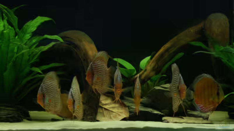 Besatz im Aquarium 840 Liter Diskus Wildfangbecken (abgebaut) von Rene Dietzel (5)