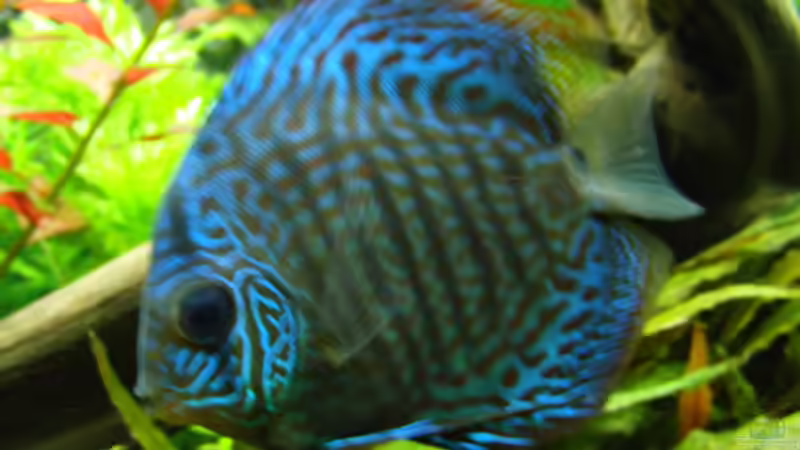 Besatz im Aquarium 840 Liter Jungle von Microsash (31)