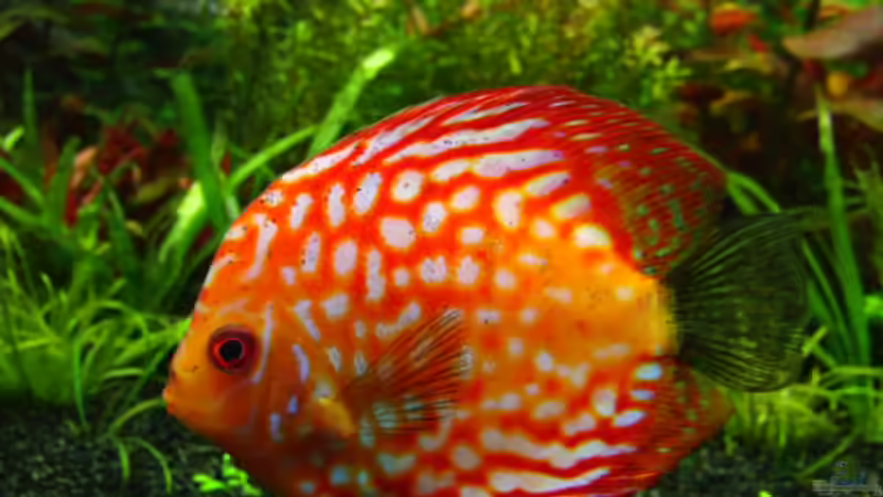 Besatz im Aquarium 840 Liter Jungle von Microsash (35)